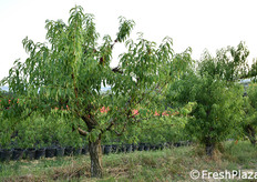 Le piante madri! Ancora rigogliose dopo 32 anni dall'impianto!