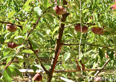 "Metodi di lotta integrata mediante dispenser di feromoni (il "laccetto" di colore rosso al centro della foto)."