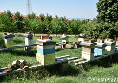 Arnie di api impollinatrici. Le principali varietà di pesche platicarpe allevate qui sono comunque autofertili.