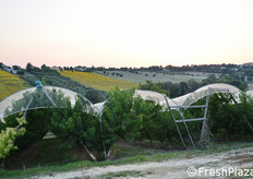 Pescheto con reti di copertura.