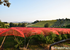 Reti di copertura fotoselettive per selezionare le lunghezze d'onda più utili allo sviluppo della colorazione e maturazione dei frutti.
