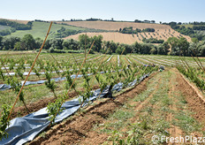 Qui e nelle foto seguenti, il nuovo impianto di oltre 20 ettari realizzato in provincia di Macerata con tecniche avanzate.