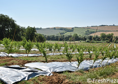 L'impianto è realizzato con tecniche moderne: a partire dalla forma di allevamento delle piante, per proseguire con la scelta del telo pacciamante (che è pure riflettente) e mediante l'installazione di un sistema irriguo sotterraneo che consente una puntuale idratazione della singola pianta, senza sprechi d'acqua.