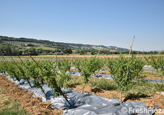 Si tratta di un impianto intensivo, con 1.630 piante per ettaro. L'entrata in produzione è prevista per il 2020.