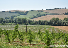 Orientamento a sud per i nuovi impianti.