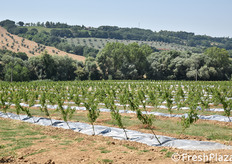 Il meraviglioso contesto ambientale in cui è inserito l'impianto: le Marche sono una regione in cui la compresenza di mari e monti genera un'apprezzabile ricchezza di produzioni agroalimentari. Per la frutticoltura, il caso della pesca piatta costituisce invece quasi un unicum territoriale.