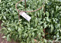 "Il lavoro di selezione varietale per costituire una cultivar di peperoncino locale è giunto oggi alla settima generazione. La varietà è stata ribattezzata "Sabino"."