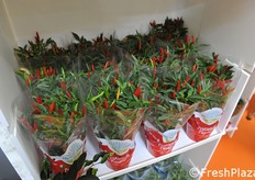 Peperoncini presentati dalla MG Vivai.