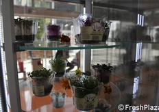 Microgreens di Vivo.