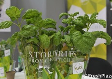 Basilico Napoletano.