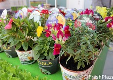 La linea di fiori eduli/commestibili bio in vaso era tra le 950 referenze in lizza per il Sana Novita' Award.