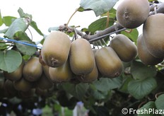 Dorì, il kiwi giallo.