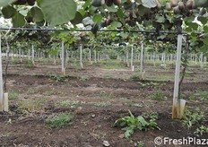 Indispensabile la baulatura per evitare ristagni idrici.