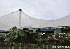 Particolare del passaggio sospeso del tubo per la fertirrigazione.