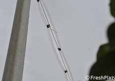 Ganci fra le due reti antigrandine.