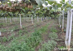 Impianto di seconda foglia con produzione già molto elevata.