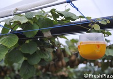 Trappola per cattura massale.