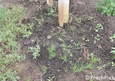 Sostanza organica distribuita lungo la fila.