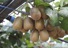 Ottimo calibro per il Dorì nel podere Peciarca.