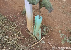 A protezione del fusto di prima foglia.