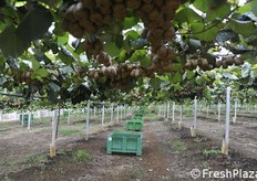 Bins sistemati per la raccolta.
