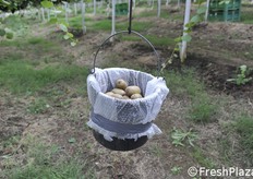 Cesto agganciato durante la raccolta. Da notare l'imbottitura per evitare qualsiasi urto.