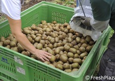I kiwi vanno riversati con estrema cautela.