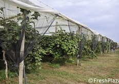 Impianto con teli antipioggia, utili anche contro le gelate.