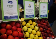 Galant è una varietà club di mela ticchiolatura-resistente (leggi precedente news), Opal - riconoscibile dal suo colore giallo brillante con venature arancioni - venne scoperta nel 1999 in Europa (leggi precedente notizia), mentre Kissabel contraddistingue le mele a polpa rossa del Consorzio internazionale che riunisce 14 tra i principali produttori di mele provenienti da 5 continenti (leggi precedente notizia).