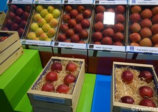 Esposizione varietale di mele. Alcune di loro hanno già fatto storia.