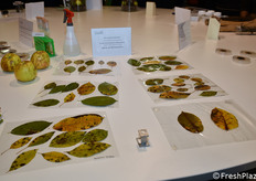 Come riconoscere la presenza del fungo Marssonina dall'aspetto delle foglie.