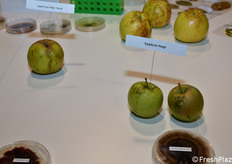 Dettaglio di due casi di fitopatie che possono colpire le mele.