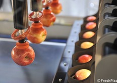 Dettaglio dei braccini "pneumatici" che sollevano i frutti prima di deporli nei vassoi. Si noti l'orientamento dei piccioli: sono tutti nella stessa direzione. La macchina è anche in grado di riconoscere la faccetta della mela più colorata, per realizzare una sistemazione accattivante dei frutti negli alveoli.