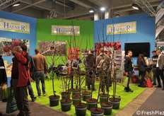 Astoni di melo in primo piano per i vivai Hafner