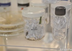 Particolare di insetti utili