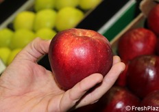 dettaglio varietà Ko-CIV