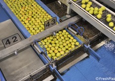 Una delle corsie con le mele selezionate per calibro