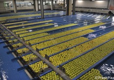 Cooperativa Cocea: impianto di selezione con trasporto su flussi d'acqua