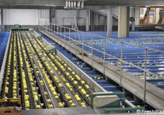 Cooperativa Cocea: impianto di selezione con trasporto su flussi d'acqua, previo selezionamento con sistema a nastro