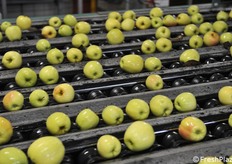 Mele nella fase di selezione