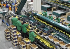 Una parte del lavoro, specie quella di confezionamento, è svolto da operatrici qualificate