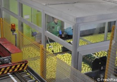 Le operatrici tolgono eventuali frutti inidonei con una selezione a vista