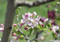 Particolare di fiore di melo