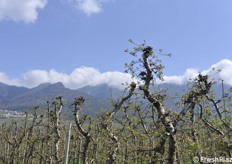 Impianto di meli di oltre 10 anni