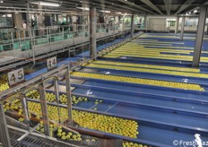 Cooperativa Cocea: impianto di selezione con trasporto su flussi d'acqua