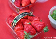 Cestino di fragola Candonga Top Quality, vera protagonista dell'evento. Da quest'anno, i cestini sono dotati anche di un QR code.