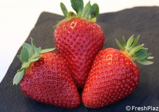 Fragole Candonga Top Quality