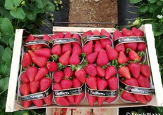 Nella mattinata del 25 aprile 2019, a partire dalle ore 10.00, si è svolto il Press Tour nei fragoleti dei soci del Club Candonga. In foto, una cassetta da 8 cestini di fragole Candonga appena raccolte.