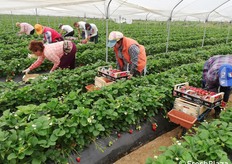 Operatrici qualificate durante la raccolta delle fragole.