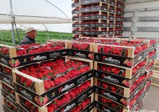 Cassette di fragole pronte per la commercializzazione.